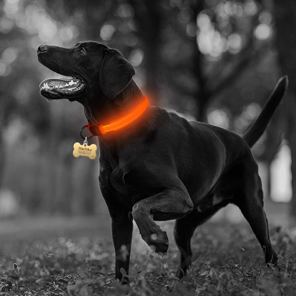 LED Nylon Dog Collar – Adjustable, Glow-in-the-Dark (2-Pack)