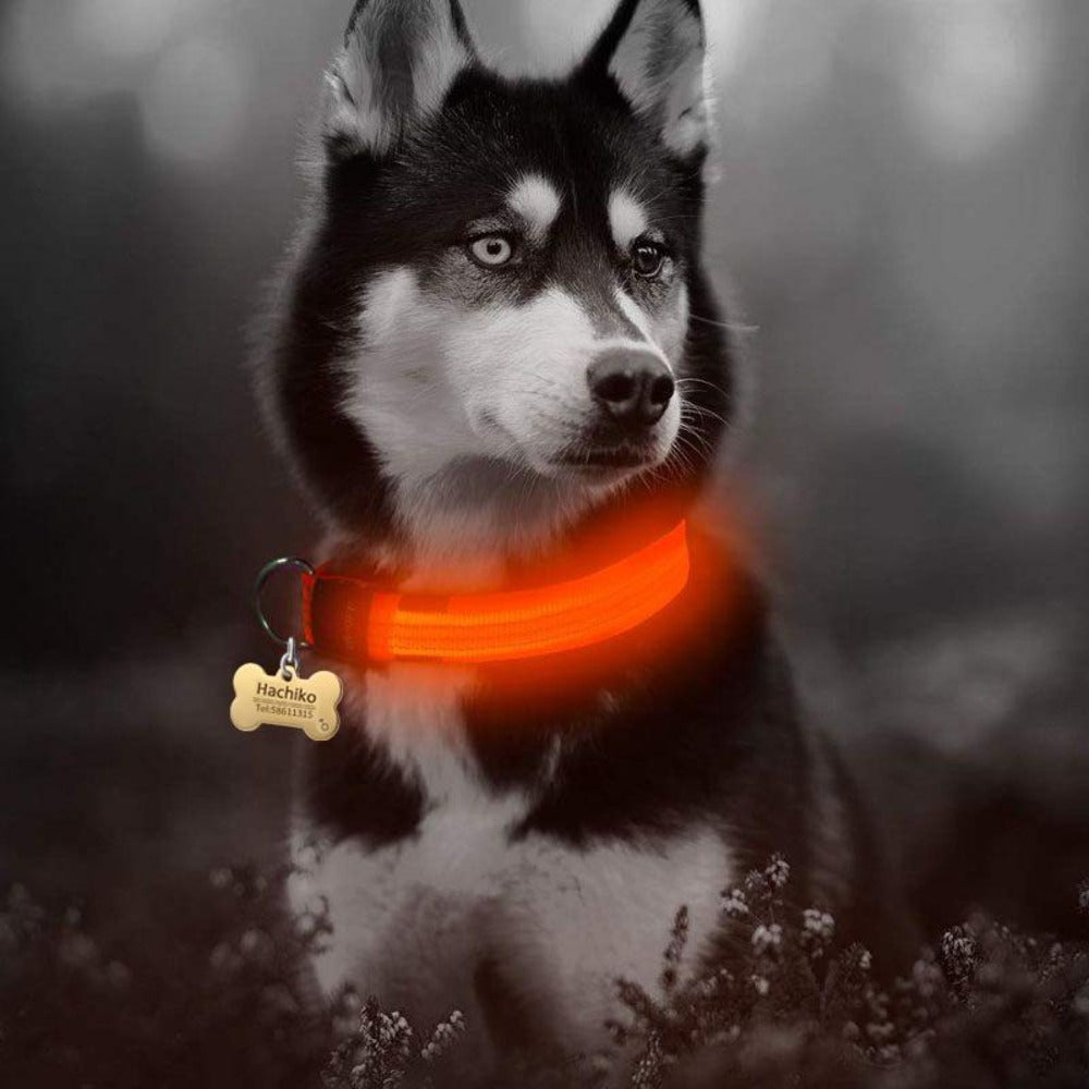 LED Nylon Dog Collar – Adjustable, Glow-in-the-Dark (2-Pack)